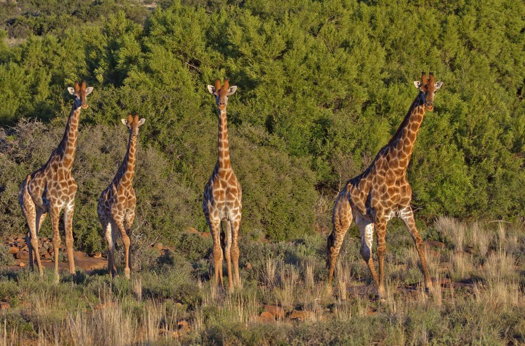 Ko Ka Tsara Bush Camp Villa Beaufort West Exterior foto